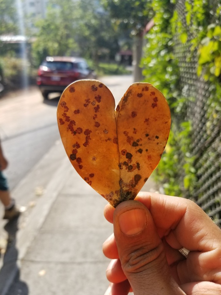 heart