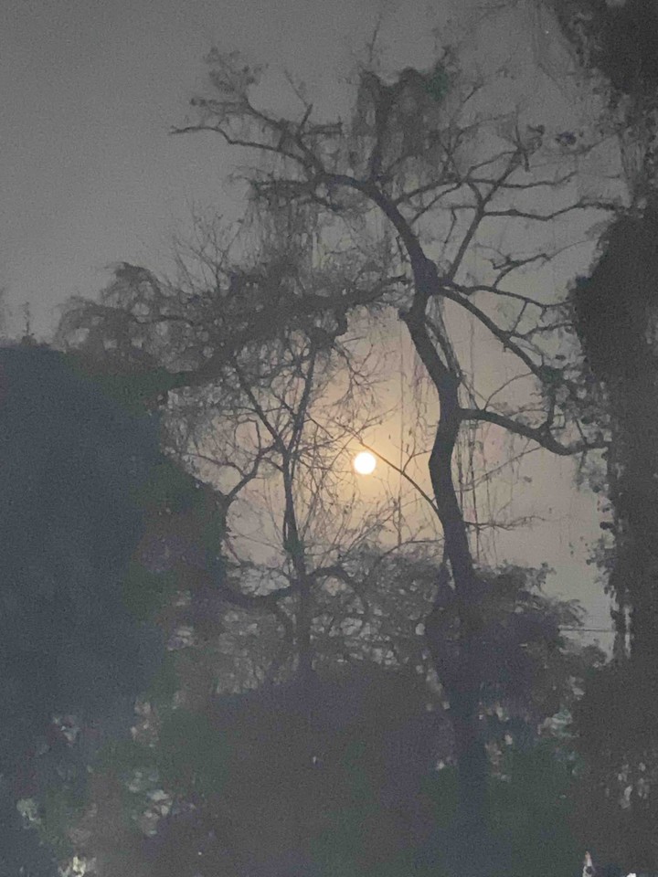 moonlight