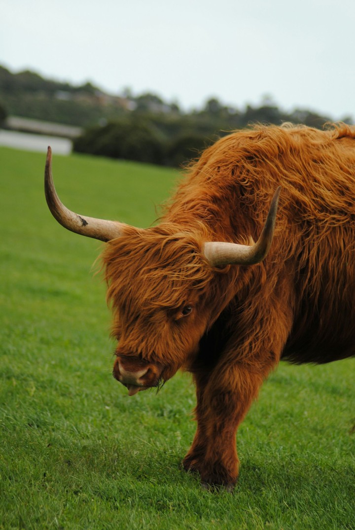 Highland cattle