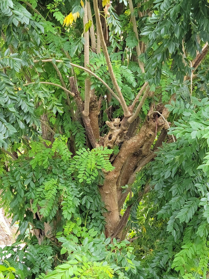 verde verde