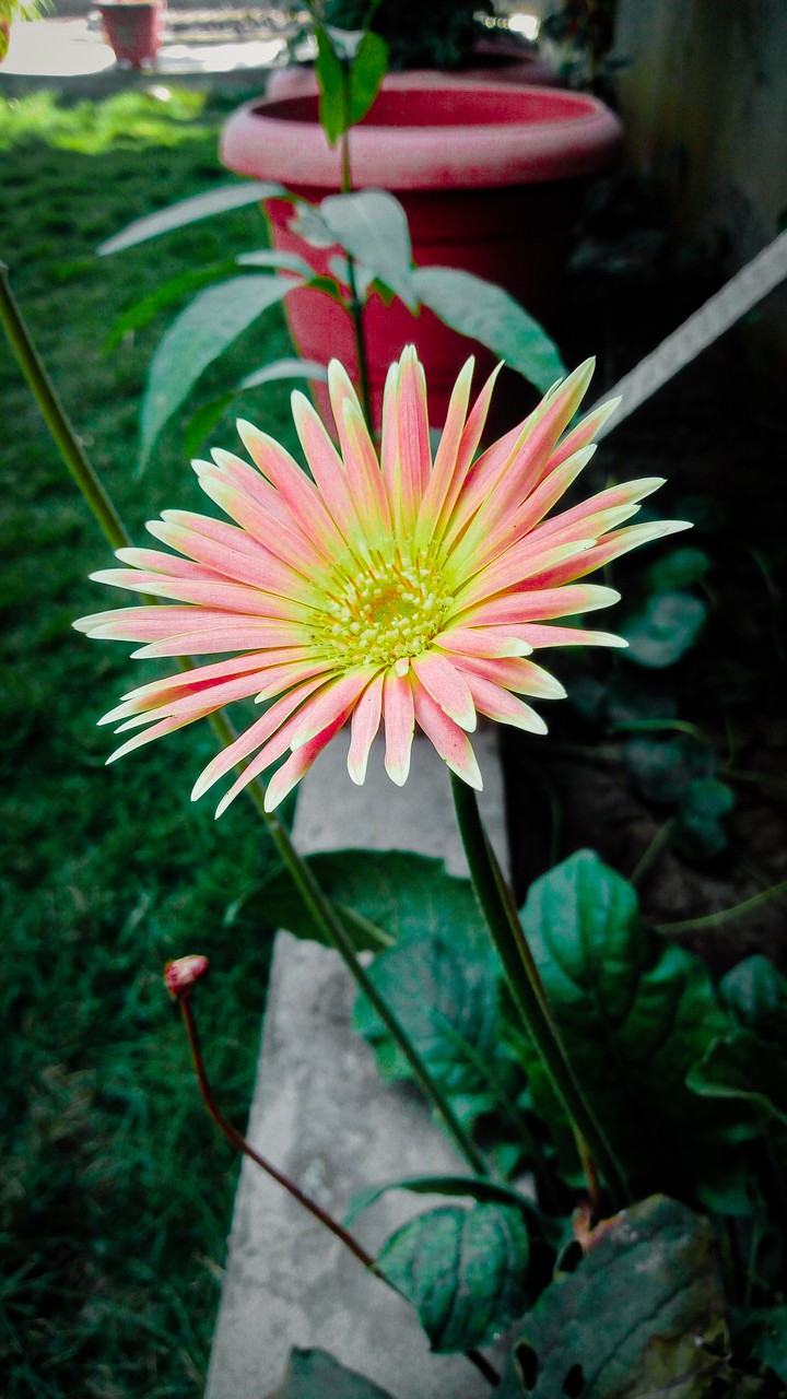 Flower ?