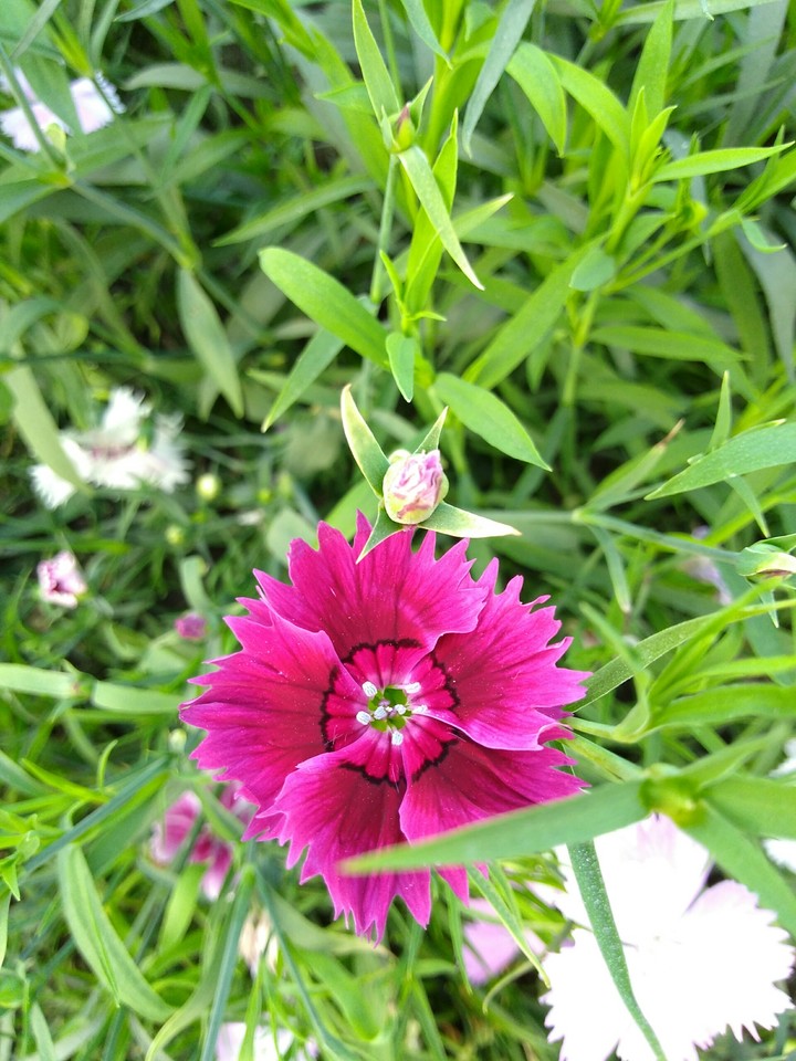 Pansy flower