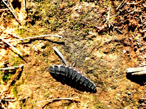 worm