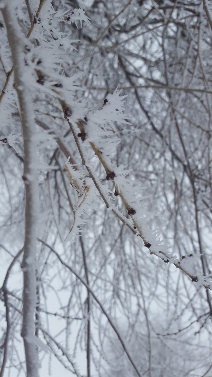 twigs