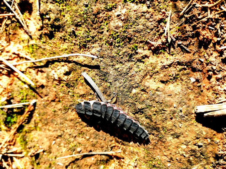 worm