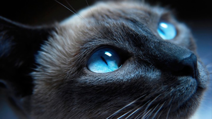 Blue eyes cat