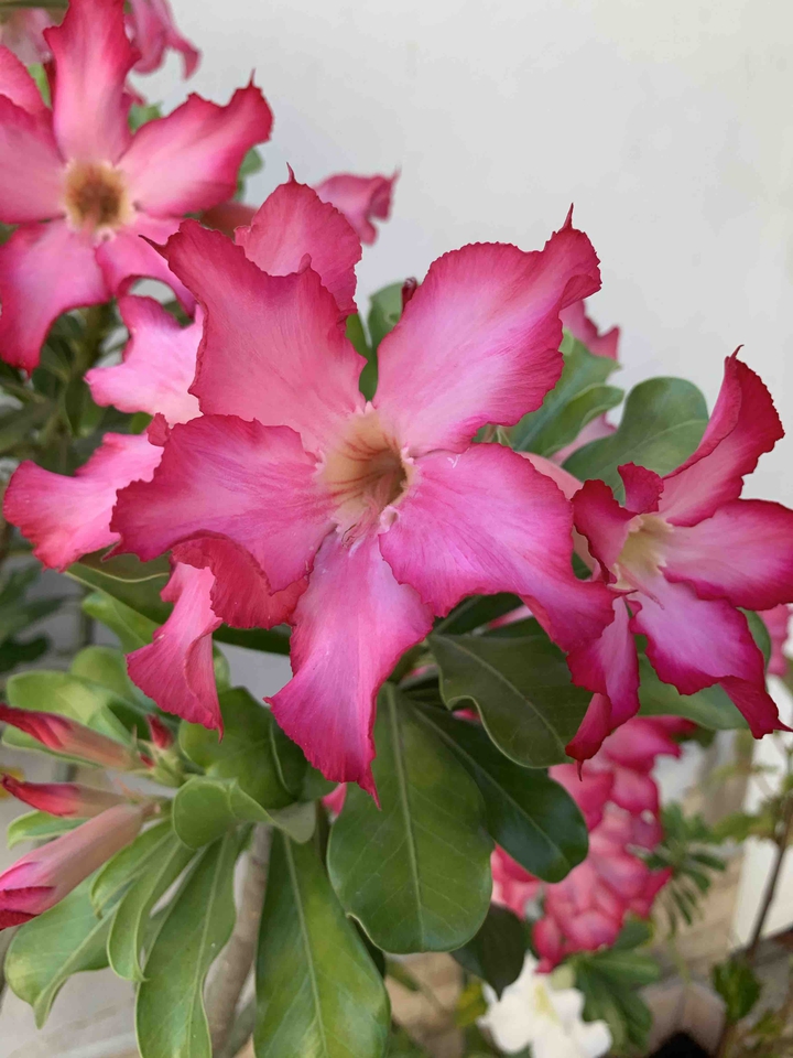 Flowers...