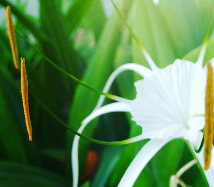 white flower
