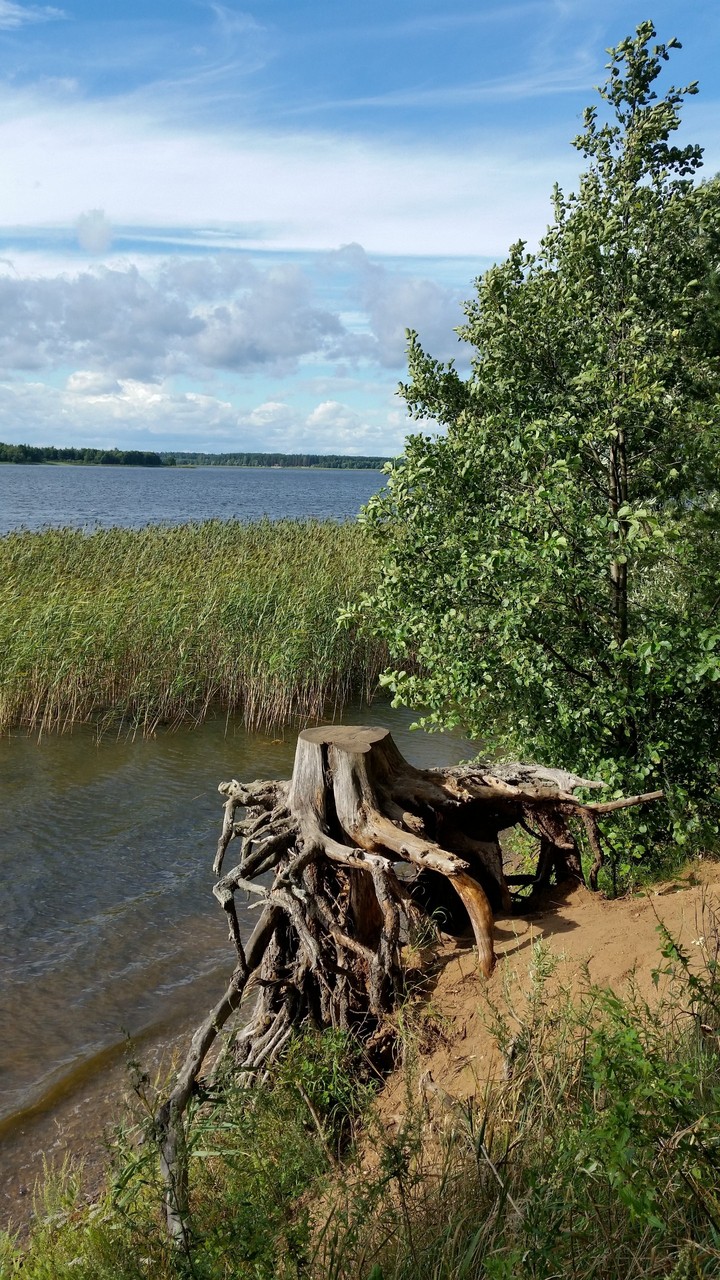 Пень на берегу озера