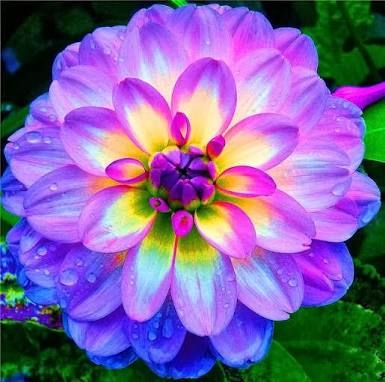 purple flower