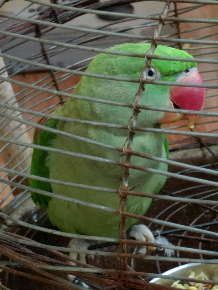 Smiling Totu