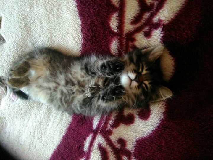 кошечка