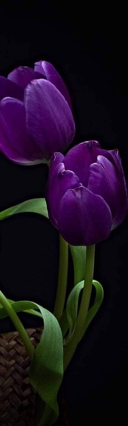 Tulips