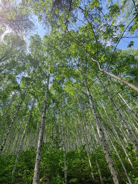 тапети grass, plant