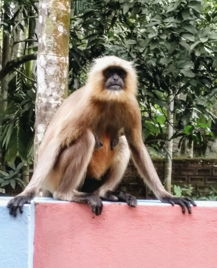 Monkey in search of food