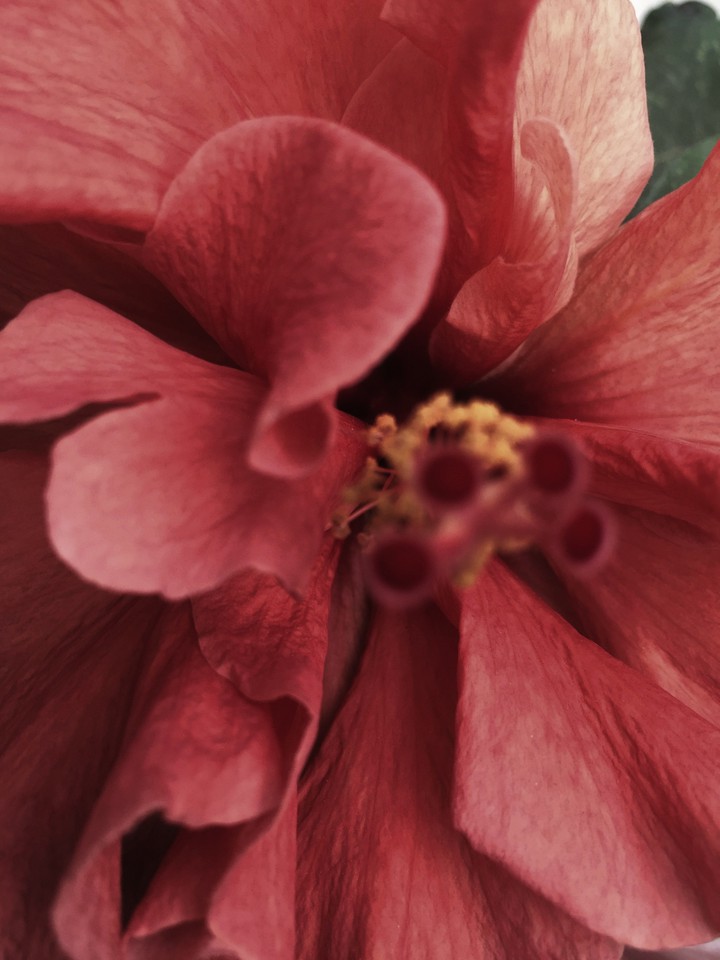 Hibiscus