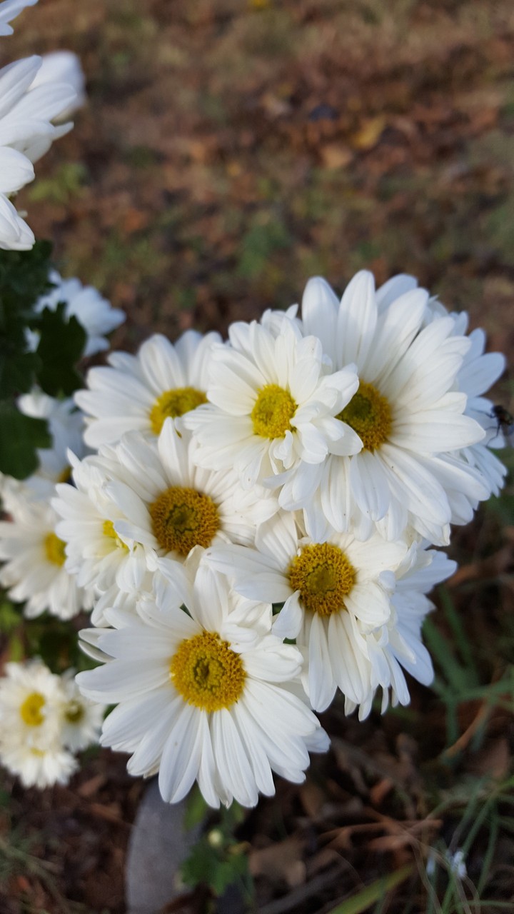 White mums