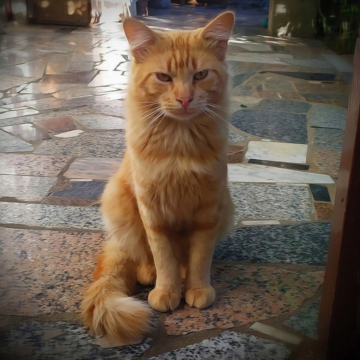 Gato153 - (Whisky)