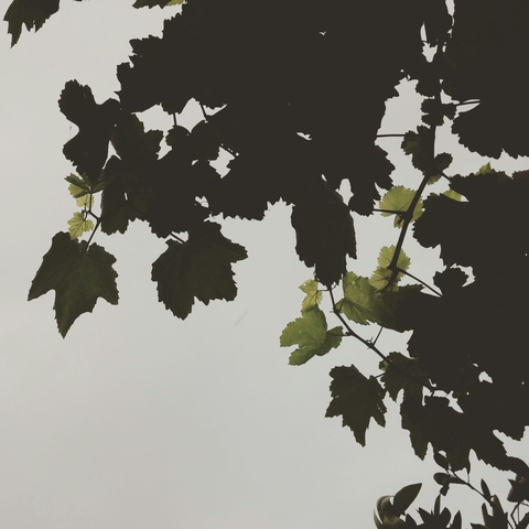 green leaves