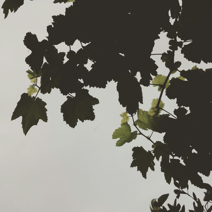 green leaves