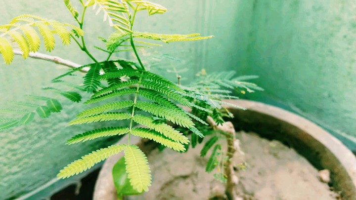 plant