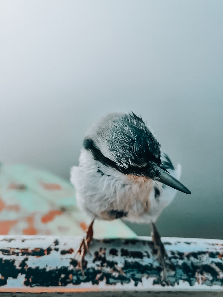 Bird