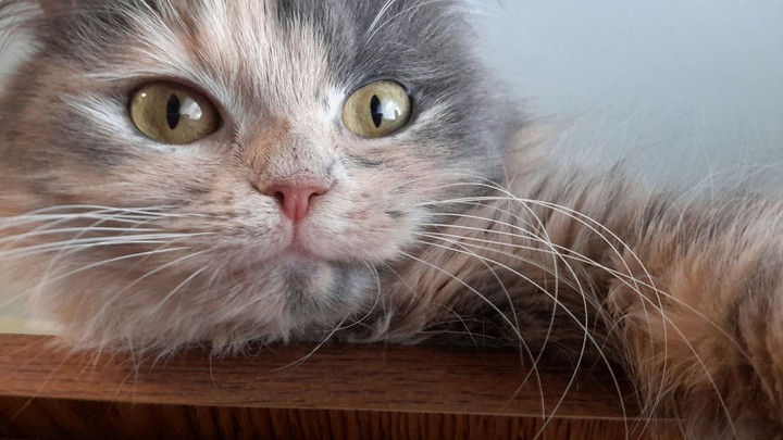 cat