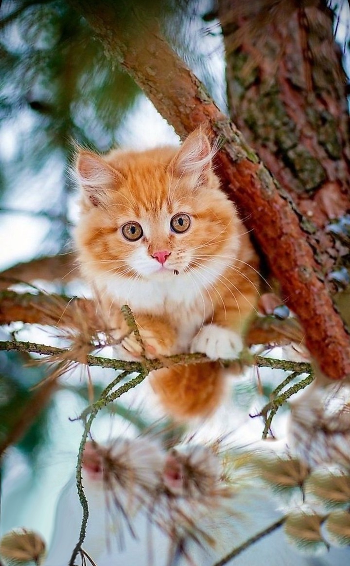 Кот.