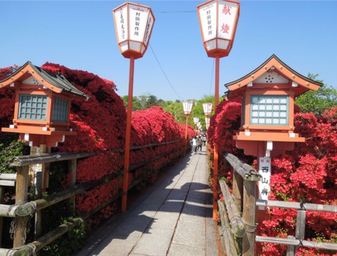 crimson shrine azaleas