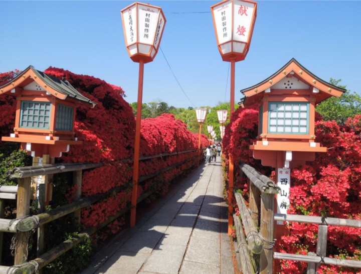 crimson shrine azaleas