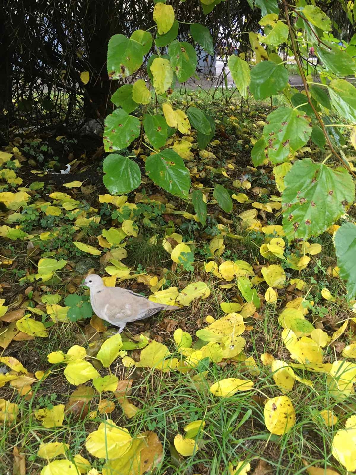 bird under autumn tree...