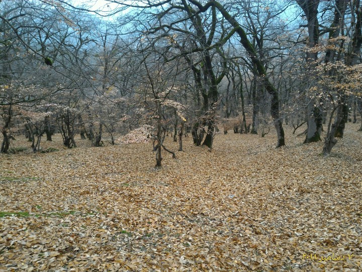 جنگل گلستان پاییز ۹۷ آذرماه jangal golestan -