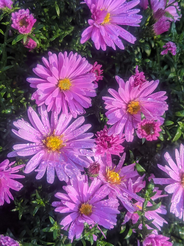 flowers