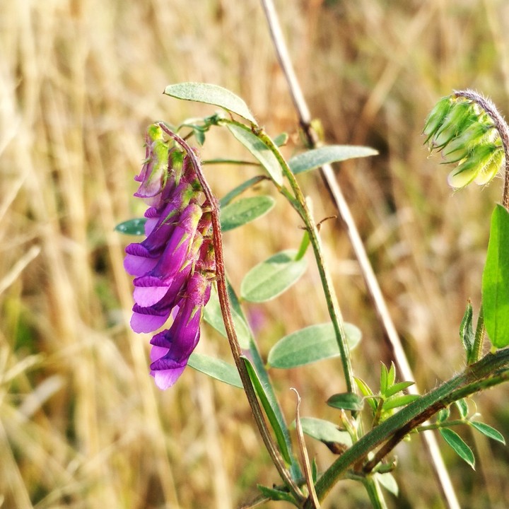 Purple flover / Фиолетовый цветок