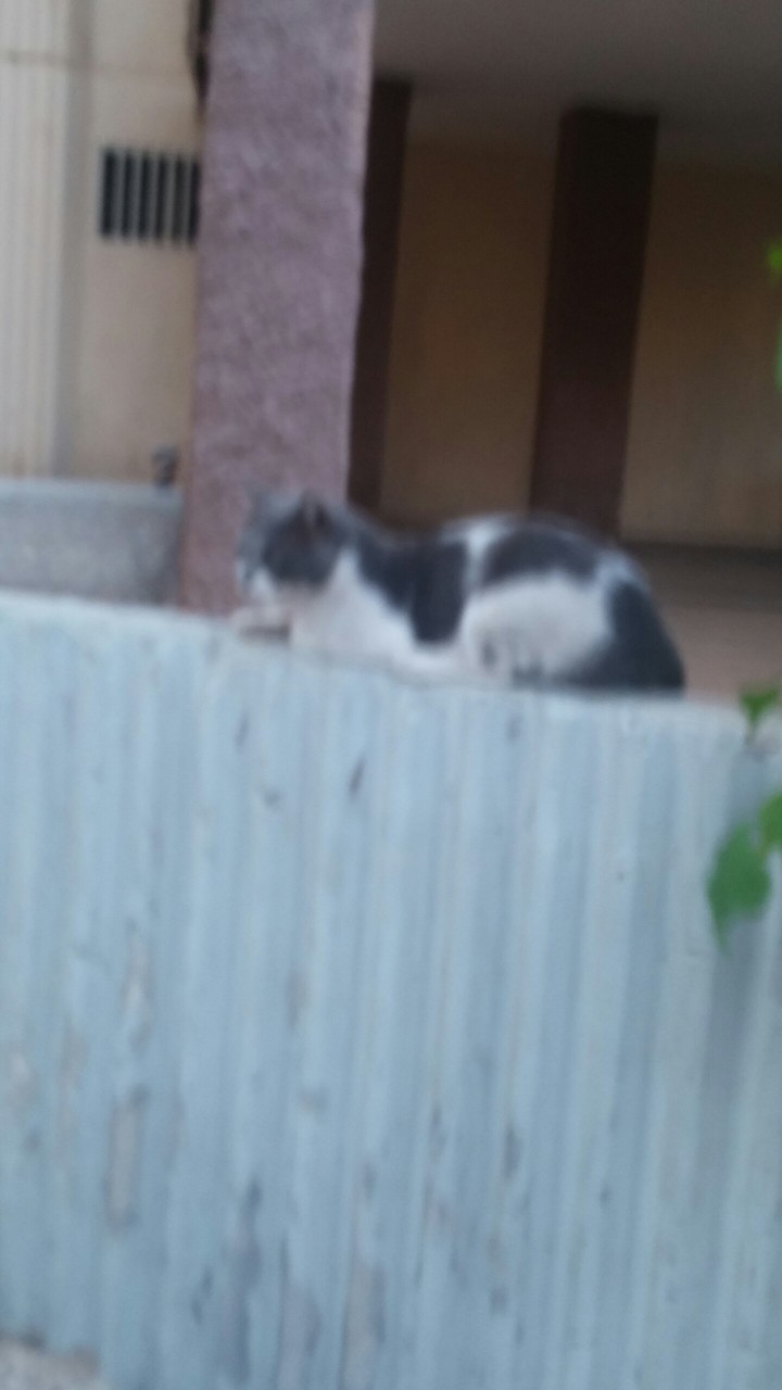 Котик дымок