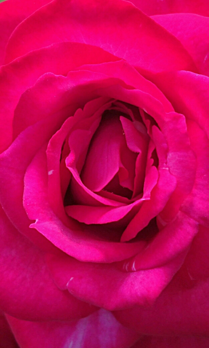 Red Rose
