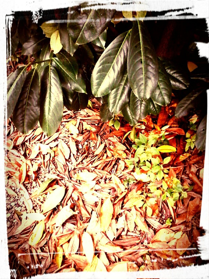 Autumn