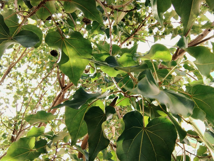 leaves