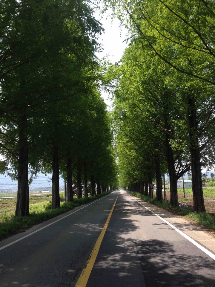 Metasequoia Road