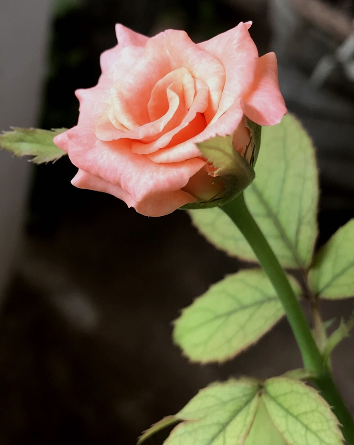 #rose