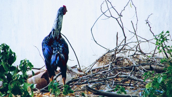 Cock