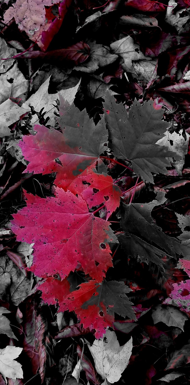 mapple leaves