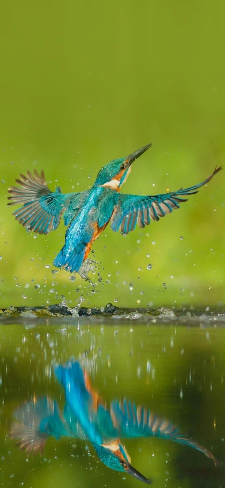 kingfisher