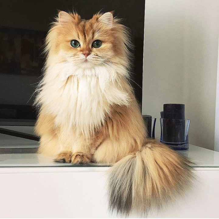 kitties