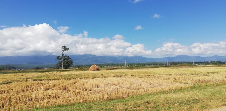 rice field