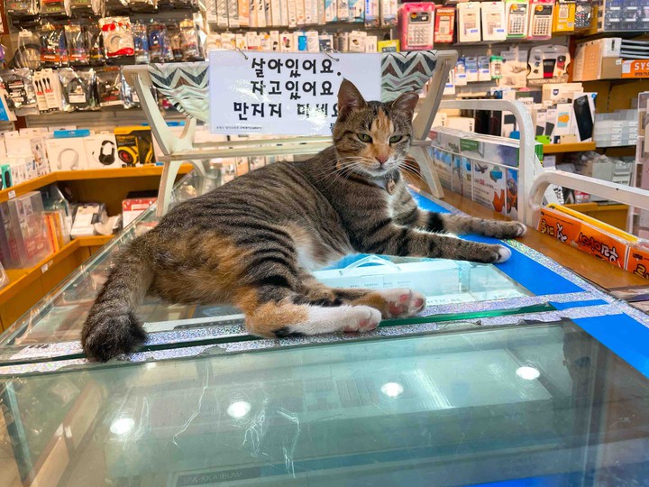 양이