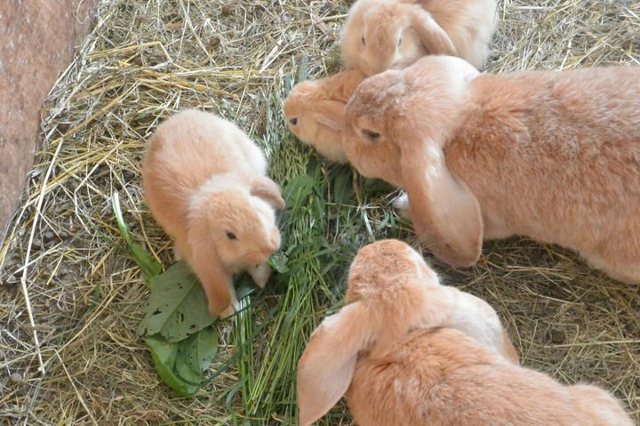 familly of rabbit❤❤❤