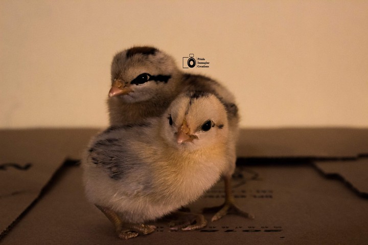 Little chicks
