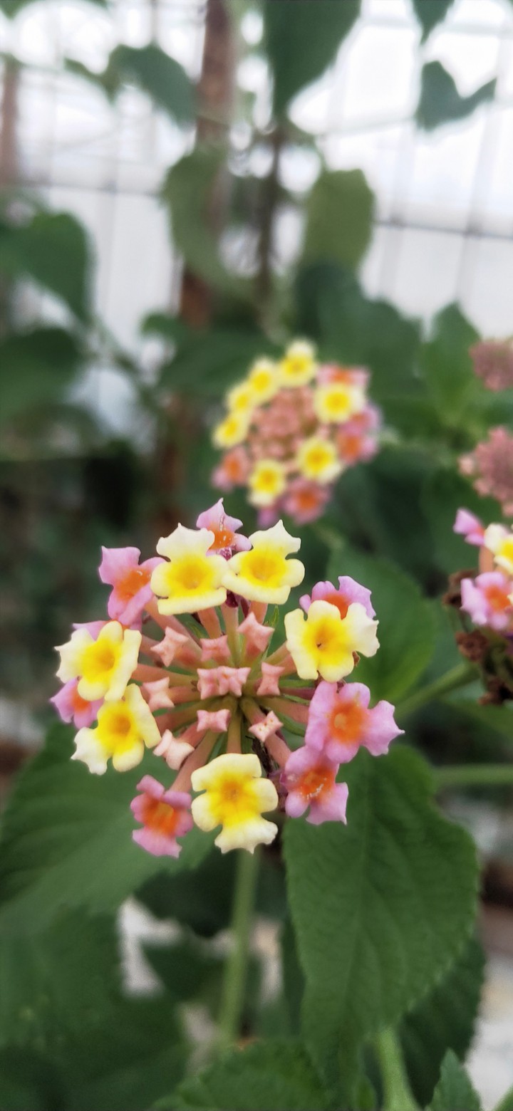 unknown flowers