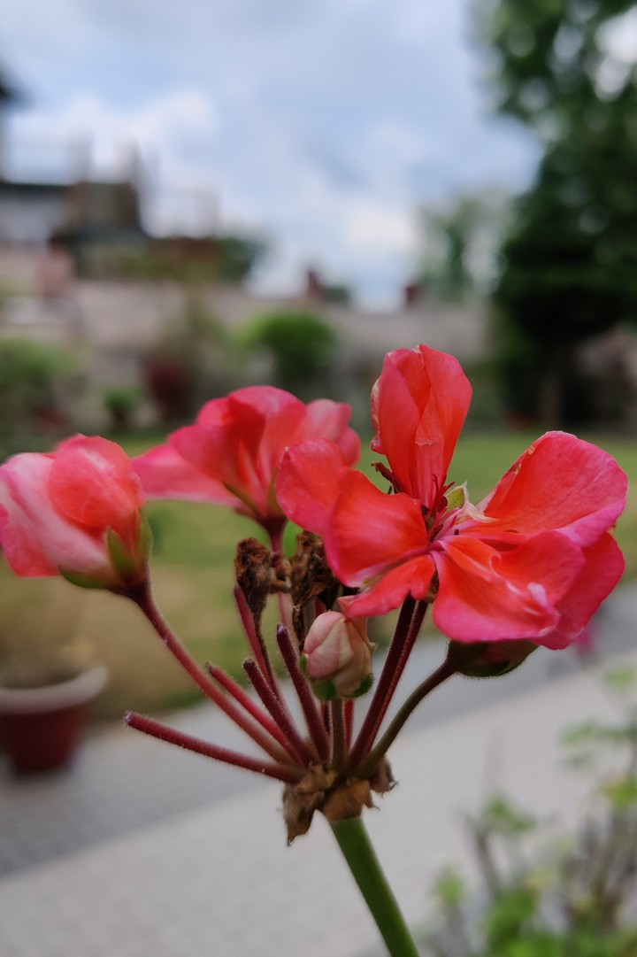 flower